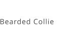 Bearded Collie
