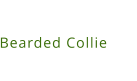 Bearded Collie
